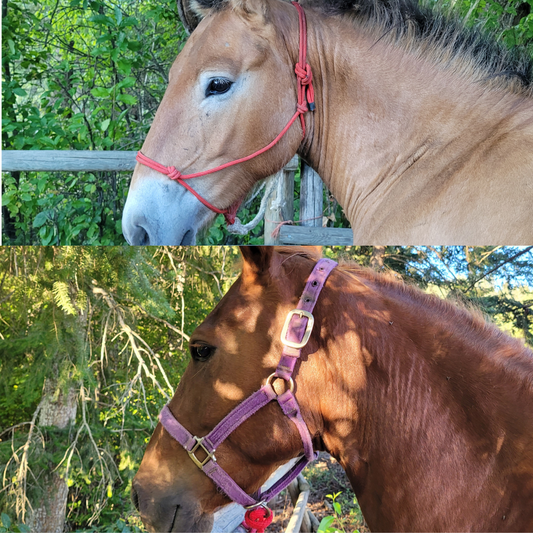 two horses with each a rope halter and a flat halter