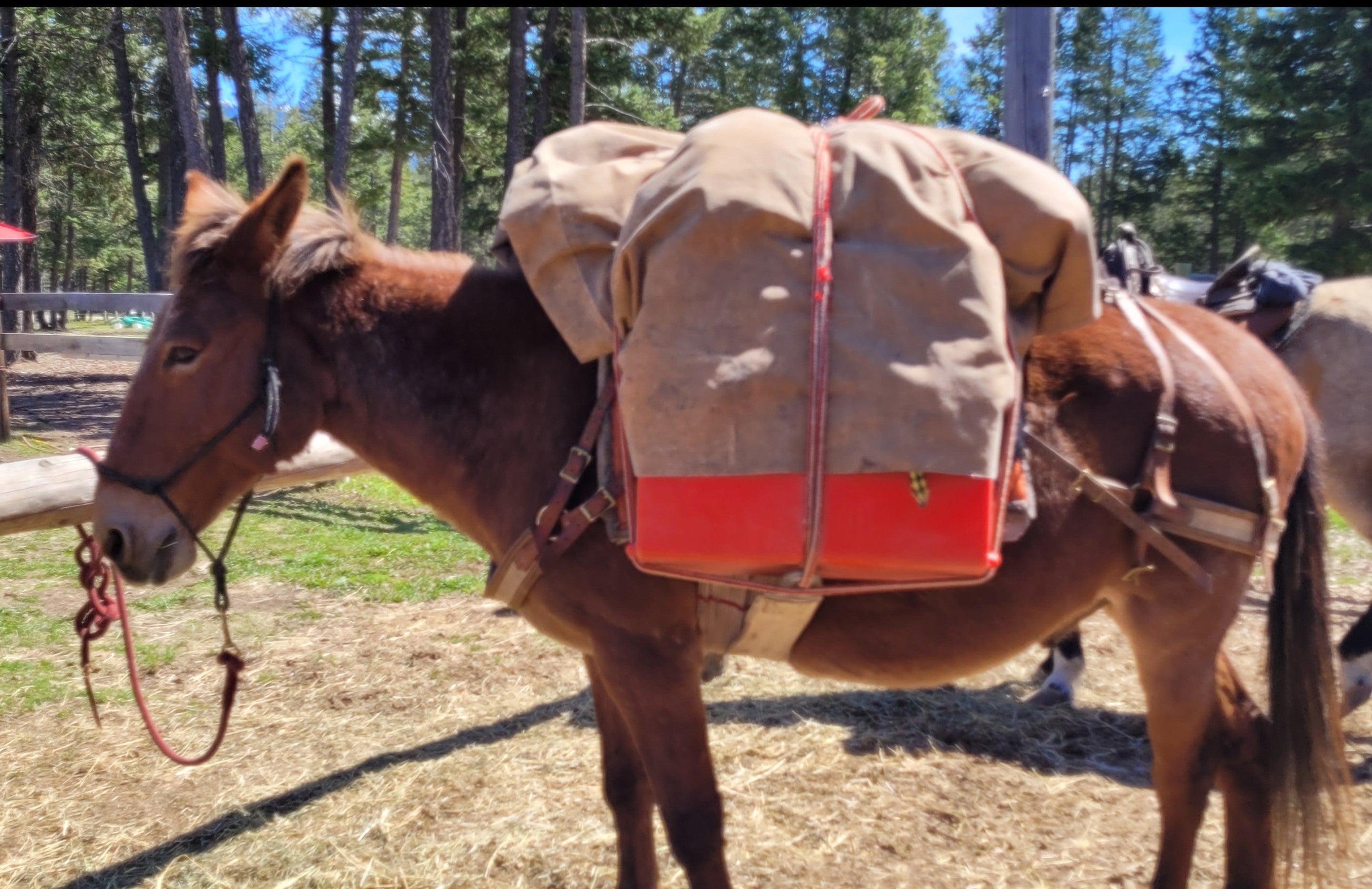 Mule Packing Riggs Pack Horse Equipment | Blue Creek Outfitting