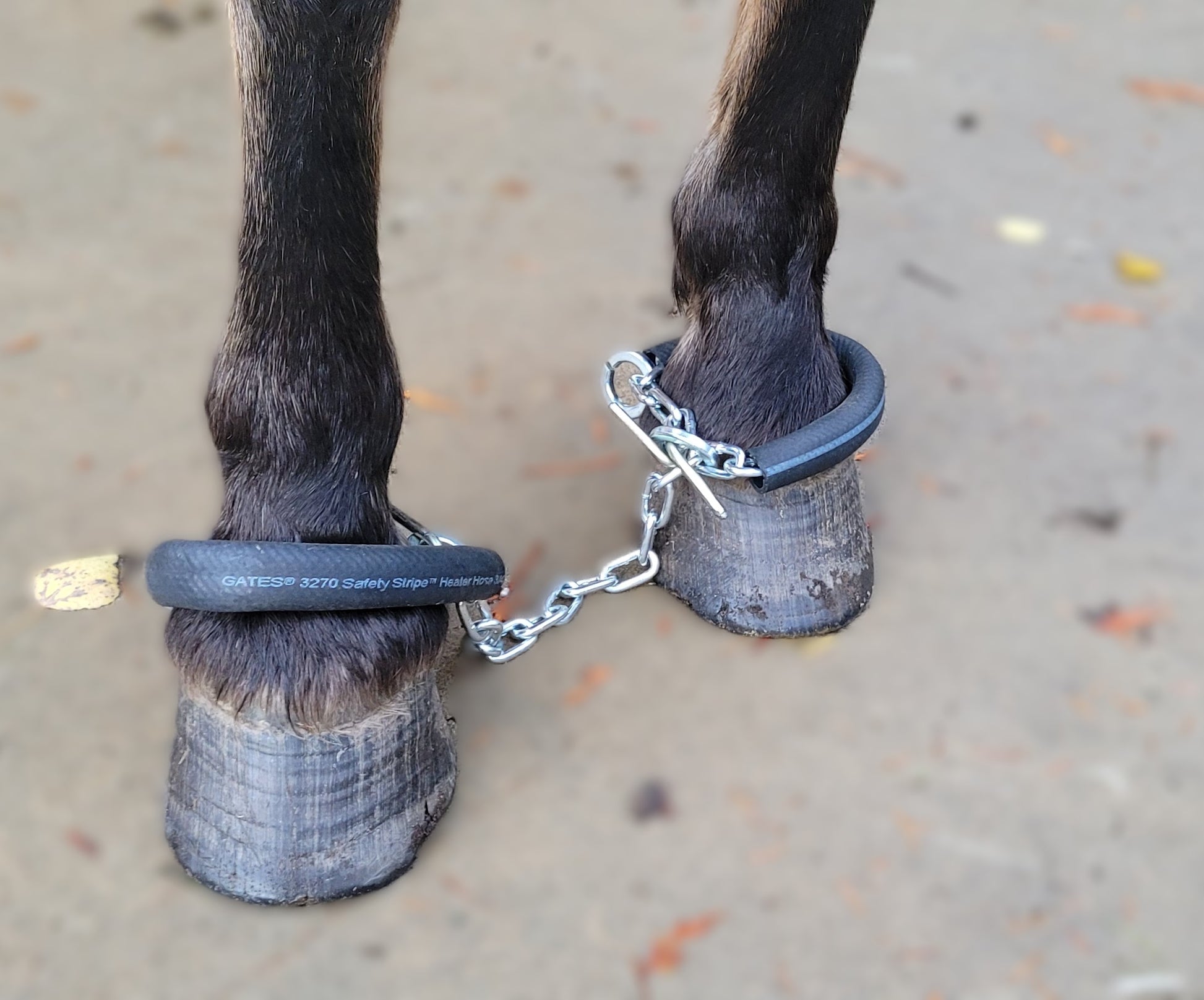 Nylon Webb Western Tack Horse Hobbles chaîne/néoprène doublé, marque Nylon Webb Western Tack Horse Hobbles chaîne/néoprène doublé, marque