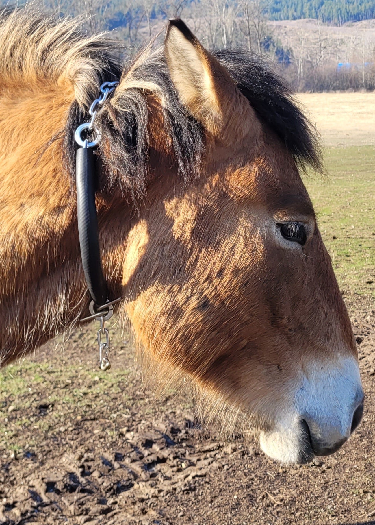 outfitter hobbles around a horses neck - Blue Creek Outfitting