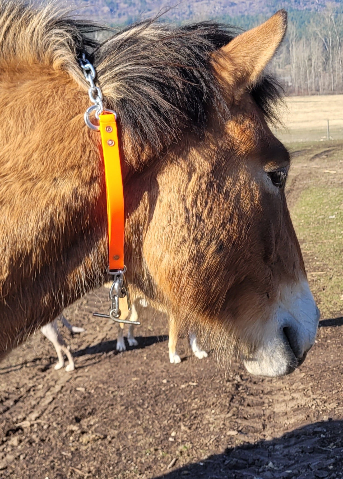 biothane hobbles around a horses neck - Blue Creek Outfitting